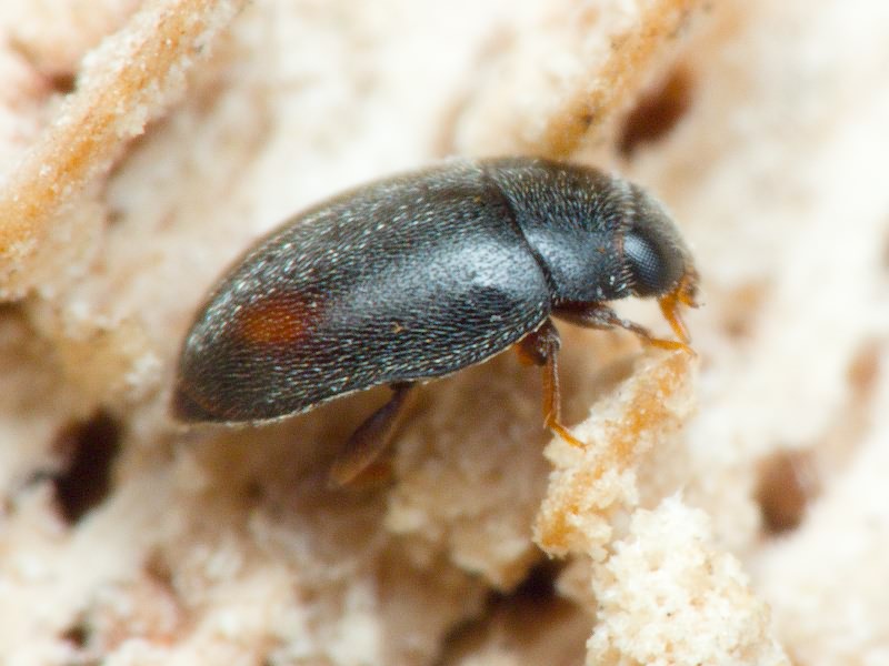 Scymniscus biflammulatus (Motschulsky, 1837)